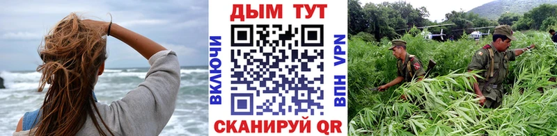 kraken зеркало  Северская  Каннабис индика 